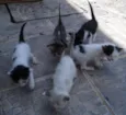 Gatinhos que abandon