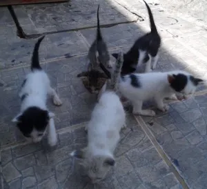 Gato raça  idade Abaixo de 2 meses nome Gatinhos que abandon