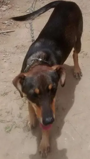 Cachorro raça Vira lata idade 2 a 6 meses nome Bob