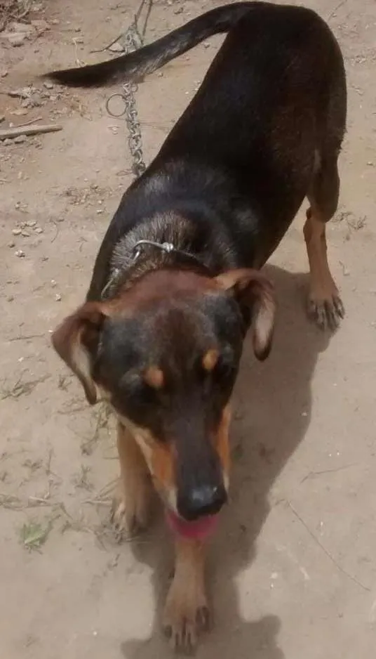 Cachorro ra a Vira lata idade 2 a 6 meses nome Bob