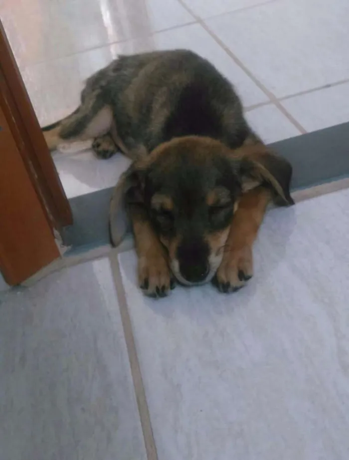 Cachorro ra a Raça indefinida idade Abaixo de 2 meses nome Fifi