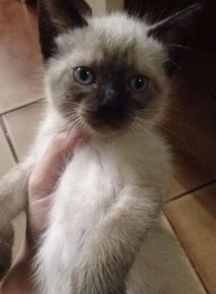 Gato ra a  idade 2 a 6 meses nome filhotes