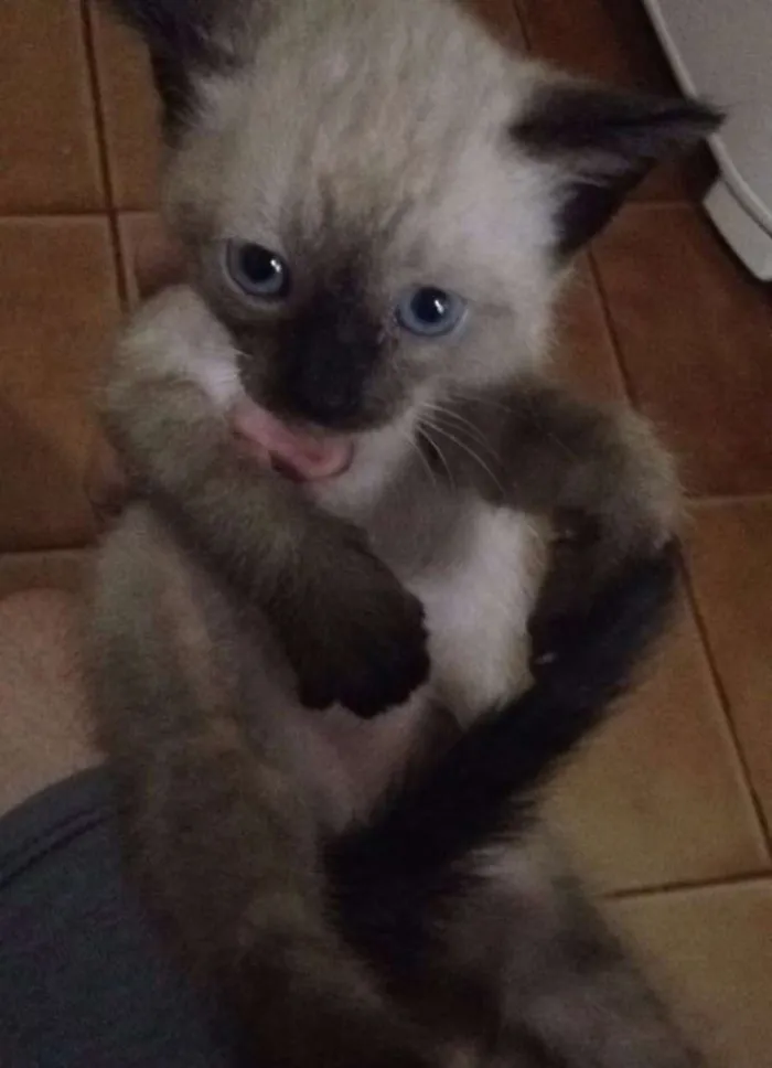 Gato ra a  idade 2 a 6 meses nome filhotes