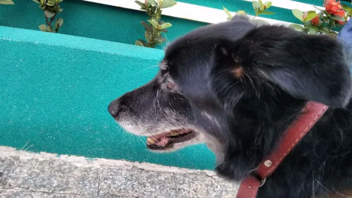 Cachorro ra a Sem raça definida idade 6 ou mais anos nome Huck