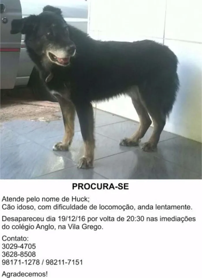 Cachorro ra a Sem raça definida idade 6 ou mais anos nome Huck