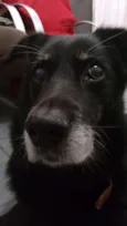 Huck
