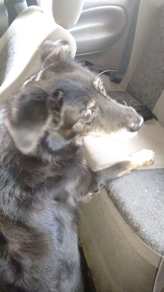 Cachorro ra a Sem raça definida idade 6 ou mais anos nome Huck