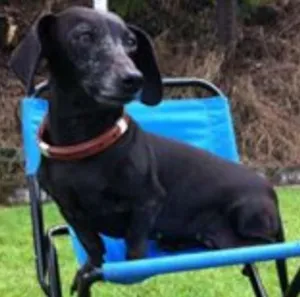 Cachorro raça Daschund idade 6 ou mais anos nome LANA GRATIFICA