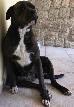 Cachorro raça  idade 3 anos nome Meg