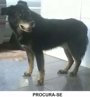 Cachorro raça Sem raça definida idade 6 ou mais anos nome Huck