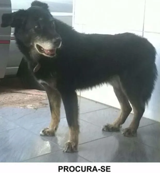 Cachorro ra a Sem raça definida idade 6 ou mais anos nome Huck