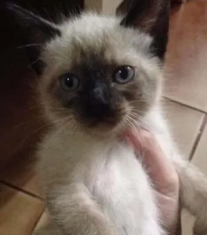 Gato raça  idade 2 a 6 meses nome filhotes