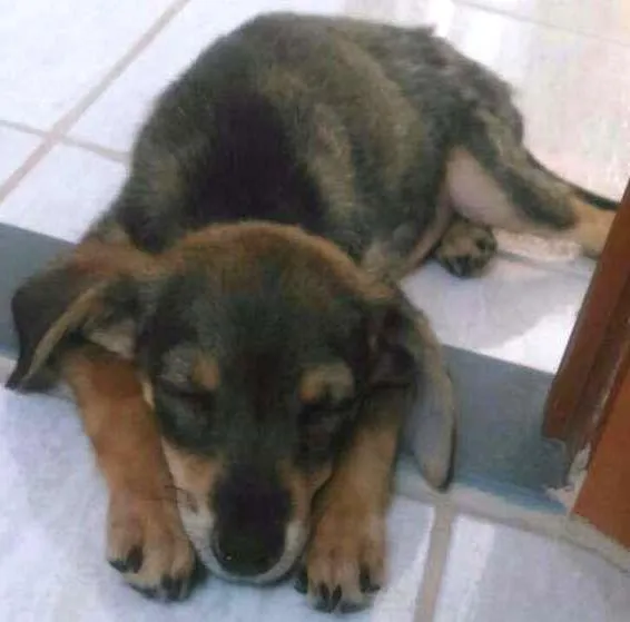 Cachorro ra a Raça indefinida idade Abaixo de 2 meses nome Fifi