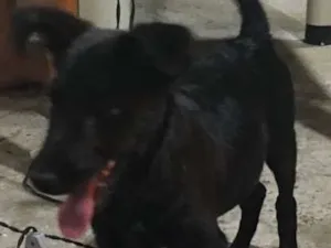 Cachorro raça Viralatinha charmoso idade 2 a 6 meses nome Sheik
