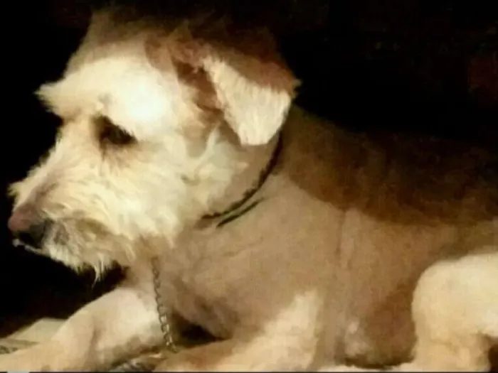 Cachorro ra a Indefinida idade 3 anos nome Gabo 