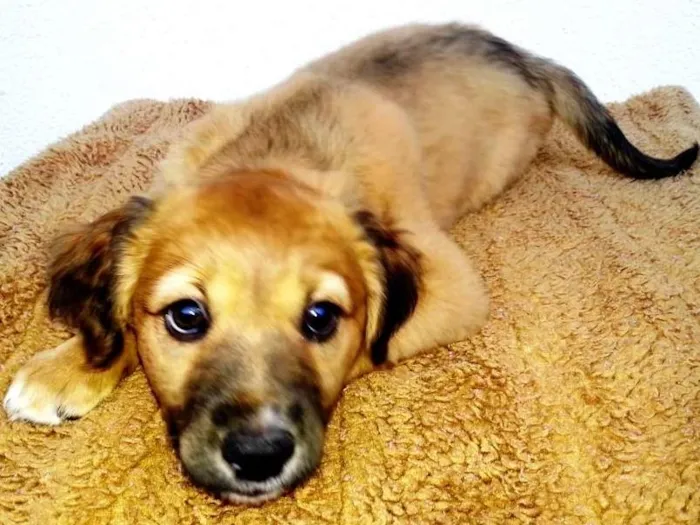 Cachorro ra a SRD idade 2 a 6 meses nome Spike