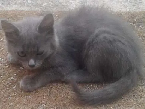 Gato raça Sem raça idade 2 a 6 meses nome Sem nome