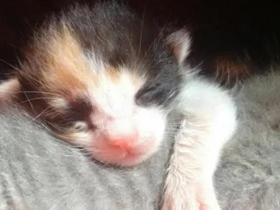 Gato ra a SRD idade Abaixo de 2 meses nome Justa e Constantina