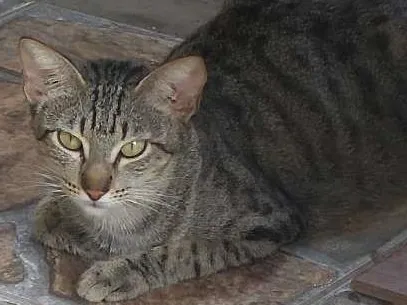 Gato raça Viralatas idade Abaixo de 2 meses nome Fofinhos
