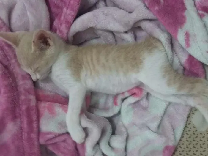 Gato ra a SRA - sem raça definida idade Abaixo de 2 meses nome Opção do adotante