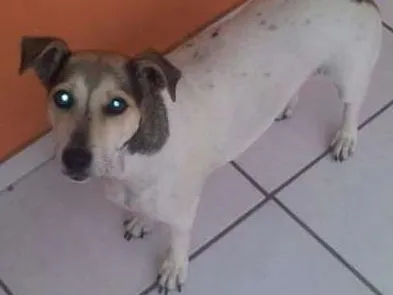 Cachorro ra a srd idade 5 anos nome Pitica GRATIFICA