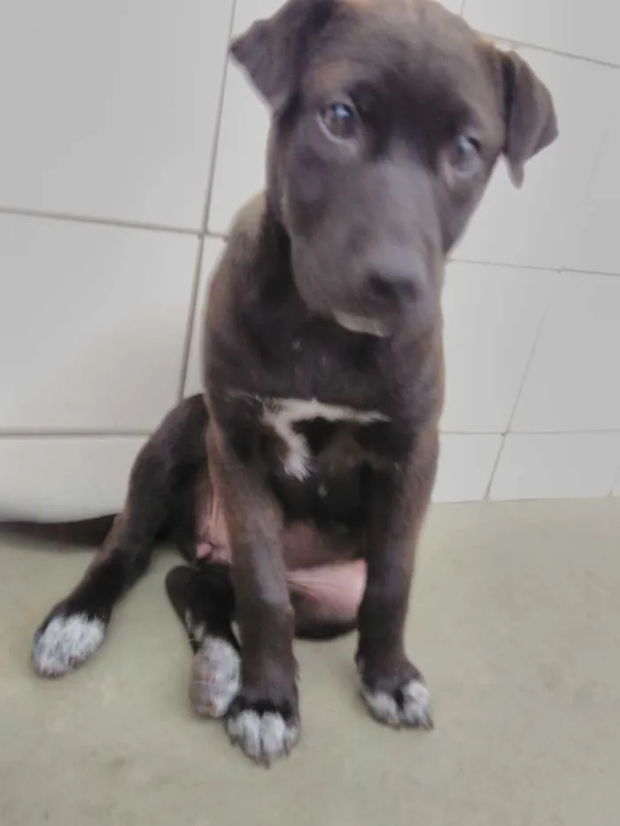 Cachorro ra a mix l idade 2 a 6 meses nome Flor