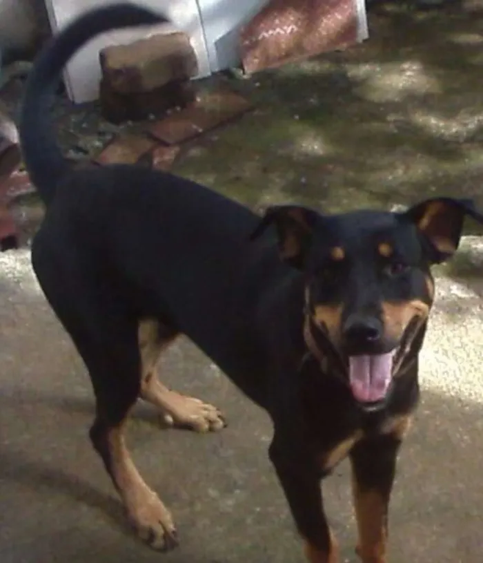 Cachorro ra a rothewaler com vira-lata idade 7 a 11 meses nome THOR