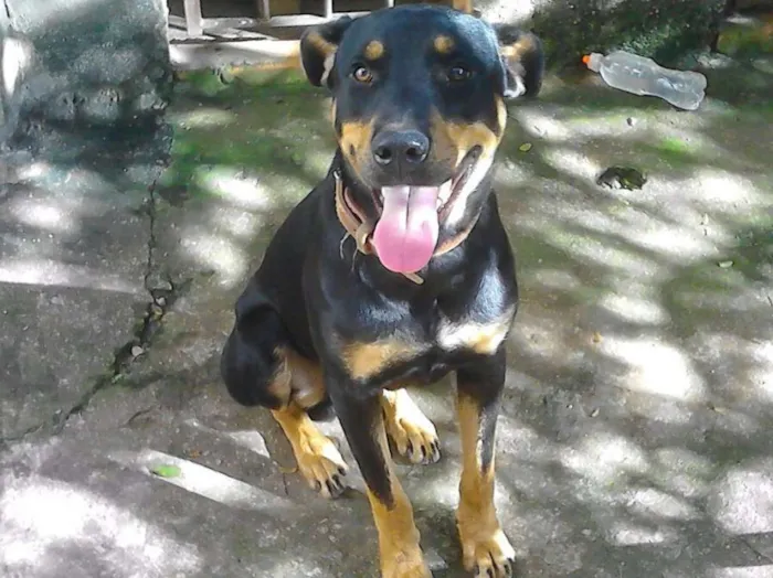 Cachorro ra a rothewaler com vira-lata idade 7 a 11 meses nome THOR