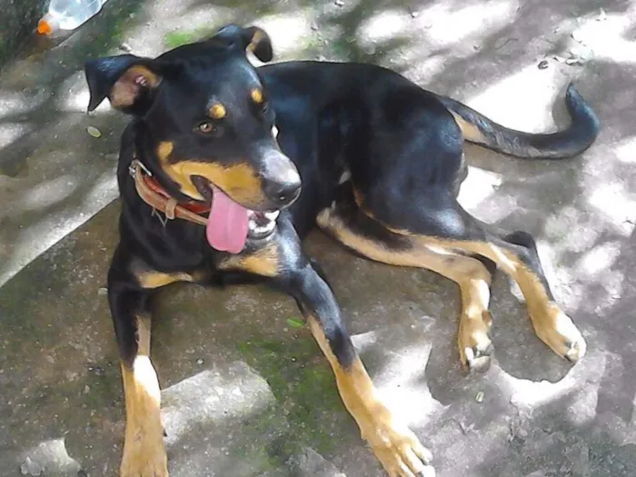 Cachorro ra a rothewaler com vira-lata idade 7 a 11 meses nome THOR