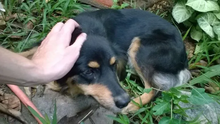 Cachorro ra a sem raça definida idade 2 anos nome Nymeria