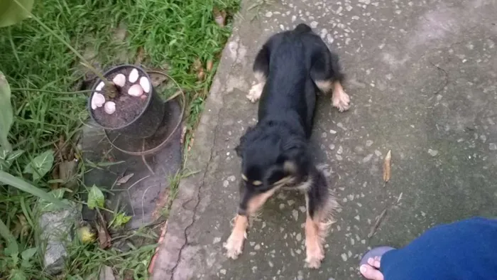 Cachorro ra a sem raça definida idade 2 anos nome Nymeria