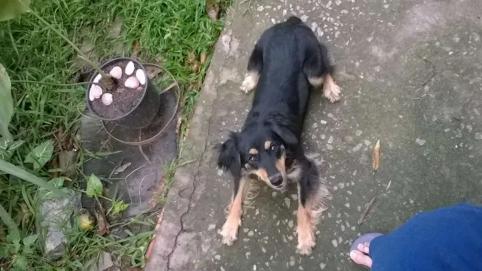Cachorro ra a sem raça definida idade 2 anos nome Nymeria