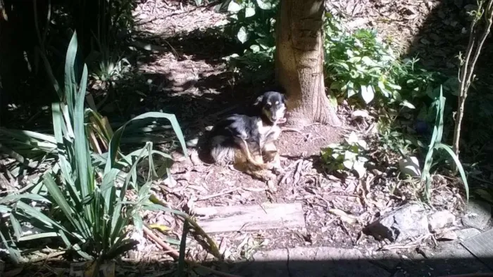 Cachorro ra a sem raça definida idade 2 anos nome Nymeria