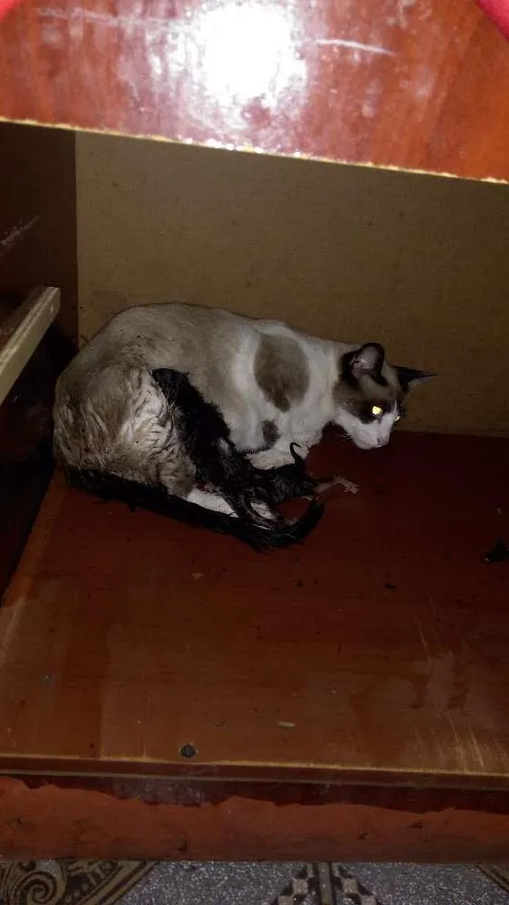 Gato ra a  idade 2 anos nome Clara