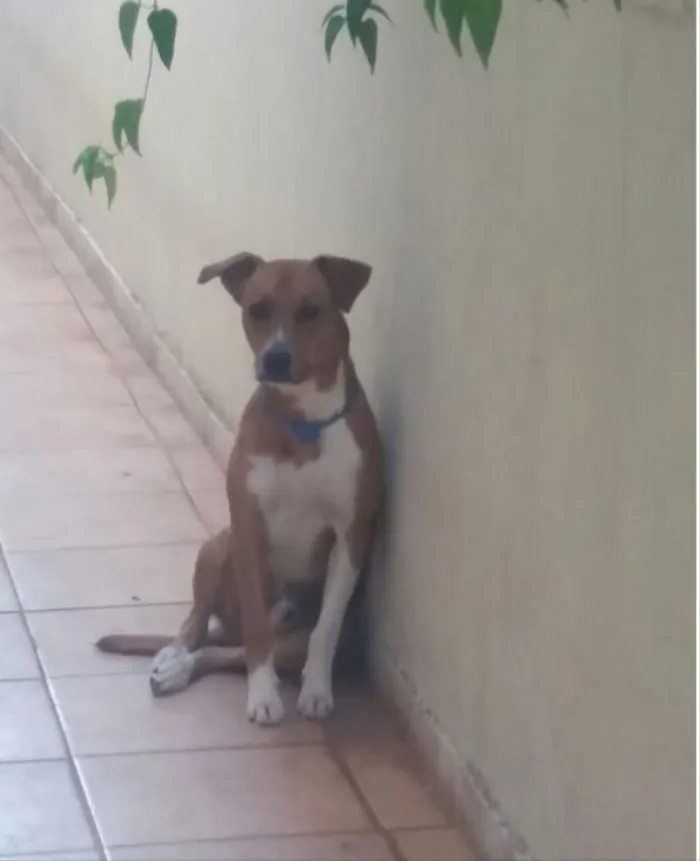 Cachorro ra a Vira lata idade 1 ano nome Pit