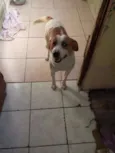 Gordo