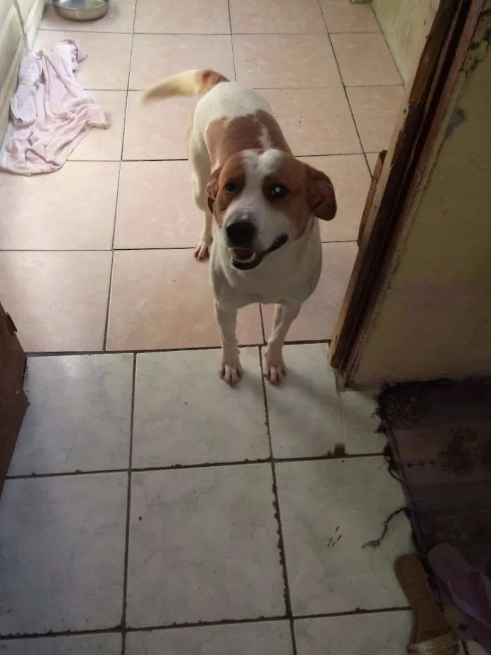 Cachorro ra a Vita lata com pitbull idade 4 anos nome Gordo