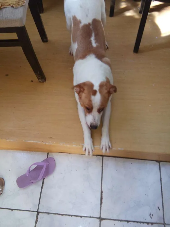 Cachorro ra a Vita lata com pitbull idade 4 anos nome Gordo