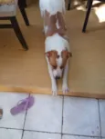 Gordo
