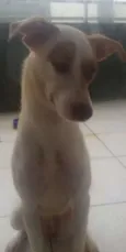 Bela
