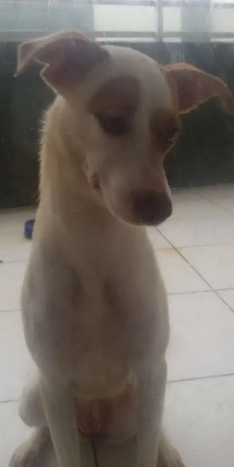 Cachorro ra a sem raça definida idade 2 a 6 meses nome Bela