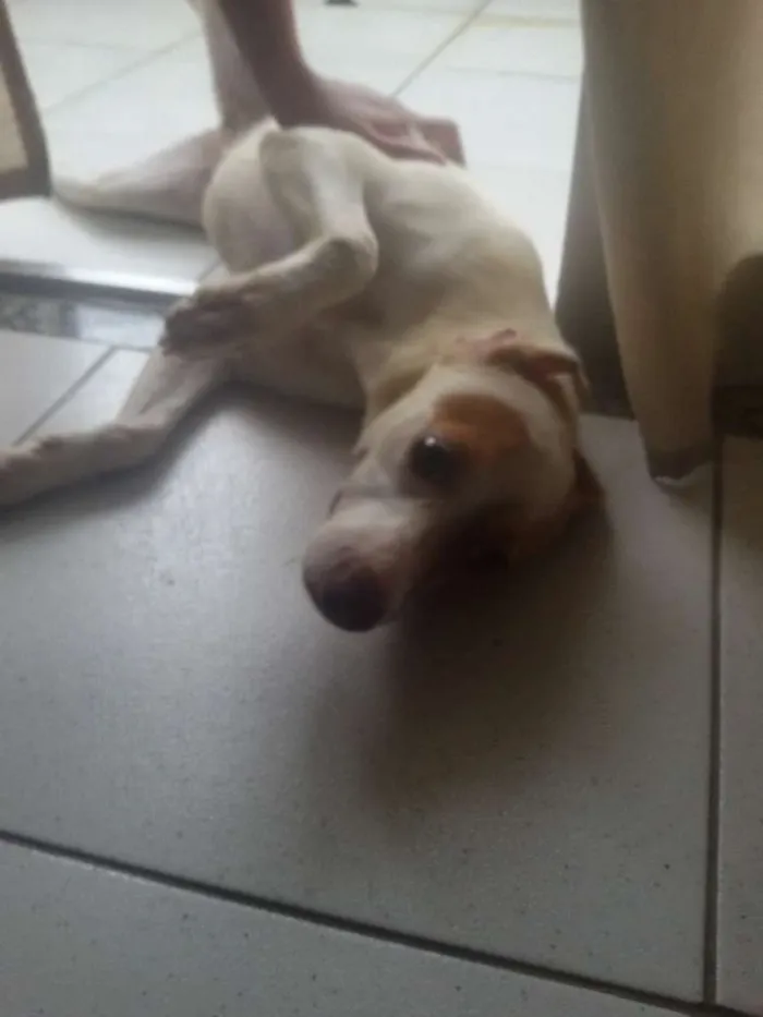 Cachorro ra a sem raça definida idade 2 a 6 meses nome Bela