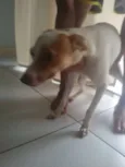 Bela