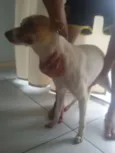 Bela