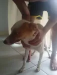 Bela