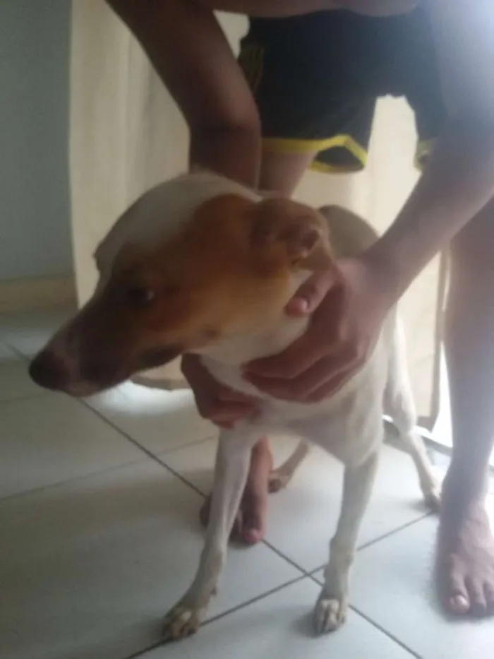 Cachorro ra a sem raça definida idade 2 a 6 meses nome Bela