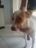 Bela