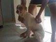 Bela
