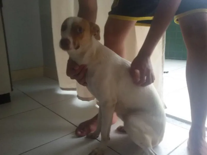 Cachorro ra a sem raça definida idade 2 a 6 meses nome Bela