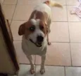 Gordo